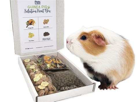 guinea pig gifts